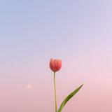 由 dollydolly_ss (刊登 ID 1380687333，圖片 1) 提交，位於 的 (類別：)，說明：。