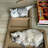 （分類：）位於 。 由 ikuekubo 提交（商品編號 1376464218，圖片 1）。簡介： 。