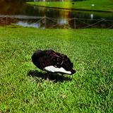 (Category: ) located in . Submitted by Popilop (Listing ID 1381803831, Image 1). Description: .