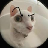 (Category: ) located in . Submitted by eggmayosandwich (Listing ID 1209014967, Image 1). Description: .