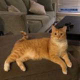 (Category: ) located in . Submitted by elisatan96 (Listing ID 1373725151, Image 1). Description: .