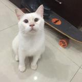 (Kategori: ) berada di . Dikirim oleh prelovedwhitney (ID iklan 1373192958, Gambar 1). Deskripsi: .