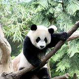 (Category: ) located in . Submitted by ur_neighbourhood_panda (Listing ID 1458610067, Image 1). Description: .