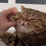 (Category: ) located in . Submitted by fatcatloaf (Listing ID 1258918961, Image 1). Description: .