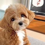 （分類：）位於 。 由 On_sales 提交（商品編號 1307169485，圖片 1）。簡介： 。