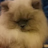 （分類：）位於 。 由 georgeho359 提交（商品編號 1377964023，圖片 1）。簡介： 。