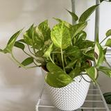 (Category: ) located in . Submitted by goldenpothos (Listing ID 1376514567, Image 1). Description: .