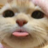 (Category: ) located in . Submitted by thegoodjudas (Listing ID 1301618509, Image 1). Description: .