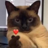 （分類：）位於 。 由 blackcat001 提交（商品編號 1385145303，圖片 1）。簡介： 。