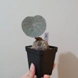 （分類：）位於 。 由 drwayne0110 提交（商品編號 1264226477，圖片 1）。簡介： 。
