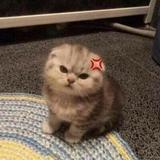 (Category: ) located in . Submitted by nsoxmsl (Listing ID 1379339419, Image 1). Description: .