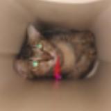 (Category: ) located in . Submitted by chang1966 (Listing ID 1384049081, Image 1). Description: .