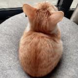 （分類：）位於 。 由 Sophie6655671 提交（商品編號 1368694507，圖片 1）。簡介： 。