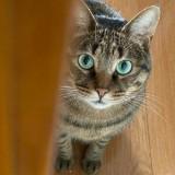 (分類:)位於 。 由 xttttt_ 提交(商品編號 1292984871,圖片 1)。簡介: 。