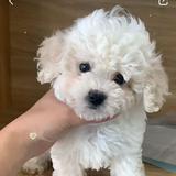 （分類：）位於 。 由 KkLae 提交（商品編號 1365966807，圖片 1）。簡介： 。