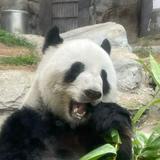 (分類:)位於 。 由 henrychuuu 提交(商品編號 1440108093,圖片 1)。簡介: 。