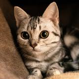 （分類：）位於 。 由 Ilovecat 提交（商品編號 1368556494，圖片 1）。簡介： 。
