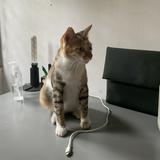 (Kategori: ) berada di . Dikirim oleh arinaag (ID iklan 1358299740, Gambar 1). Deskripsi: .