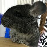 （分類：）位於 。 由 roxlyt 提交（商品編號 1381134645，圖片 1）。簡介： 。