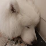 由 021188 (刊登 ID 1380461157，圖片 1) 提交，位於 的 (類別：)，說明：。