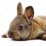 (Category: ) located in . Submitted by BunnyTrading (Listing ID 1183002877, Image 1). Description: .