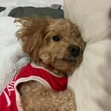 (Category: ) located in . Submitted by adopt5dollar (Listing ID 1380169729, Image 1). Description: .
