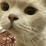 由 xup6u6zz (刊登 ID 1385802521，圖片 1) 提交，位於 的 (類別：)，說明：。