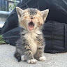 (Category: ) located in . Submitted by ptrfrsha (Listing ID 1372918999, Image 1). Description: .