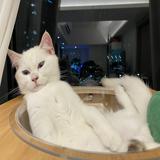 （分類：）位於 。 由 eunicecyy 提交（商品編號 1385010163，圖片 1）。簡介： 。