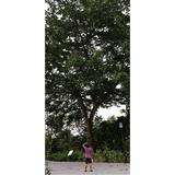 (Category: ) located in . Submitted by budakbatokwest (Listing ID 1359052191, Image 1). Description: .