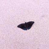 (Category: ) located in . Submitted by zhang_yuxi (Listing ID 1365725499, Image 1). Description: .