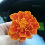 (Category: ) located in . Submitted by annesdc99 (Listing ID 1239413202, Image 1). Description: .