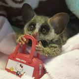 （分類：）位於 。 由 bushbaby0503 提交（商品編號 1324822837，圖片 1）。簡介： 。