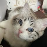 頭像