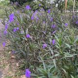(Category: ) located in . Submitted by serangoon239 (Listing ID 1374068958, Image 1). Description: .