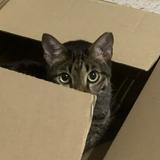 (Category: ) located in . Submitted by YQ2825628257 (Listing ID 1252869714, Image 1). Description: .