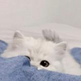 （分類：）位於 。 由 ayy2002 提交（商品編號 1377351195，圖片 1）。簡介： 。