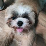 (Category: ) located in . Submitted by olxph_enric6005 (Listing ID 1468202700, Image 1). Description: .