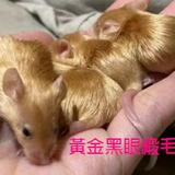 （分類：）位於 。 由 runaway_2022 提交（商品編號 1383580752，圖片 1）。簡介： 。