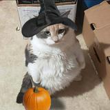 (Category: ) located in . Submitted by pumpkincrystals (Listing ID 1377534167, Image 1). Description: .