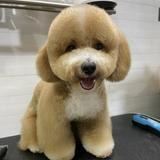 (Category: ) located in . Submitted by petlovergroomer (Listing ID 1217367234, Image 1). Description: .