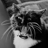 (Category: ) located in . Submitted by TheFramingRoom (Listing ID 1378488538, Image 1). Description: .