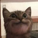 (Category: ) located in . Submitted by thatfatpotato (Listing ID 1379533211, Image 1). Description: .