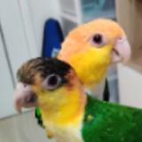 （分類：）位於 。 由 BeanBean 提交（商品編號 1252034911，圖片 1）。簡介： 。