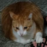 由 GroupCats (刊登 ID 1384376063，圖片 1) 提交，位於 的 (類別：)，說明：。