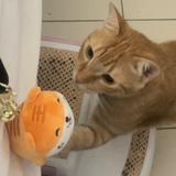 (Category: ) located in . Submitted by yrnngelic (Listing ID 1383067044, Image 1). Description: .