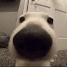 (Category: ) located in . Submitted by darrrrrrrrrr (Listing ID 1377511898, Image 1). Description: .