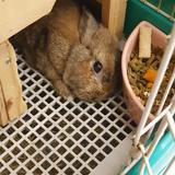 (Category: ) located in . Submitted by PetRaBBit (Listing ID 1375371908, Image 1). Description: .