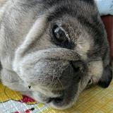 （分類：）位於 。 由 jklamb628 提交（商品編號 1382930124，圖片 1）。簡介： 。