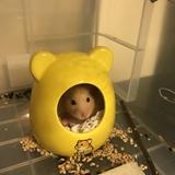 由 amy0324 (刊登 ID 1384716586，圖片 1) 提交，位於 的 (類別：)，說明：。